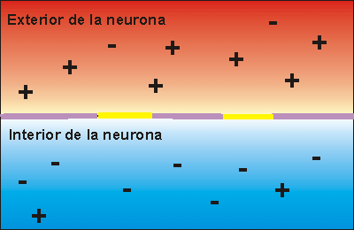 Descripción del intercambio de cargas, generando el potencial de acción.