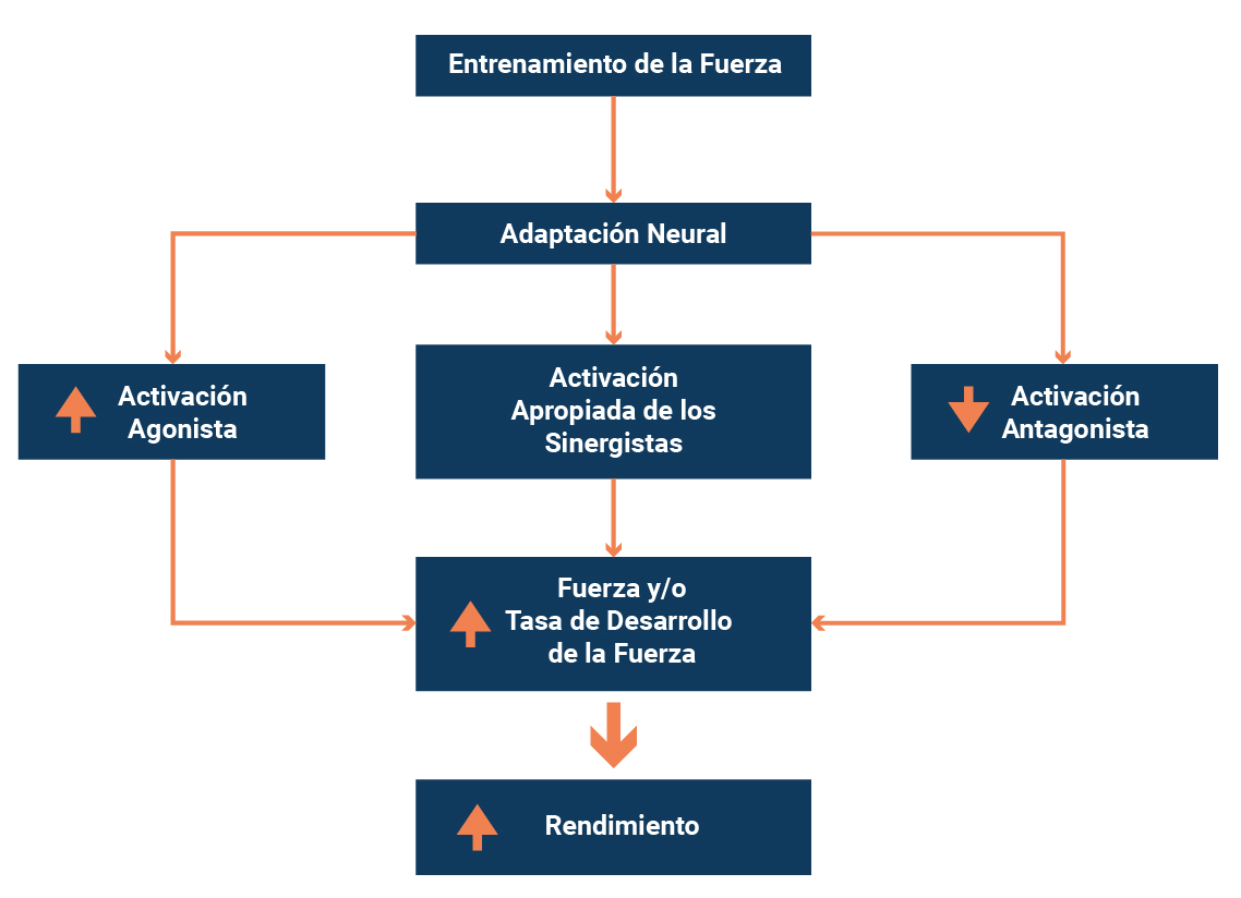 esquema fuerza muscular Esquema de adaptaciones neuromusculares