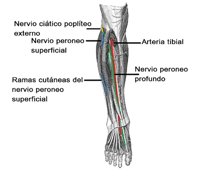 neuro-LTD