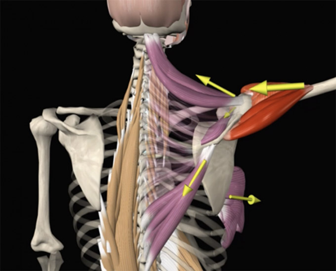 sinergia muscular