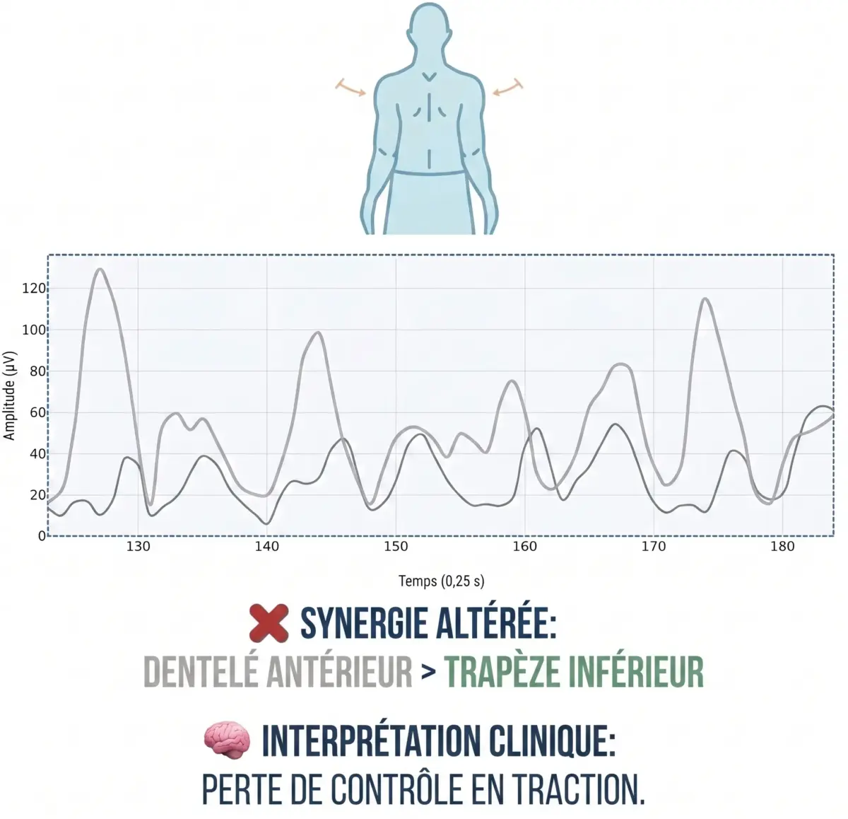 protraction et de la rétraction scapulaire